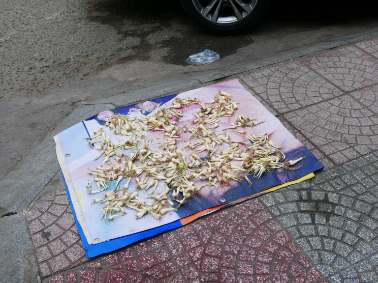 p1040144_33629053751_o