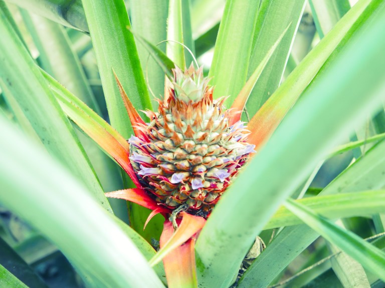 p1040394_33720408736_o