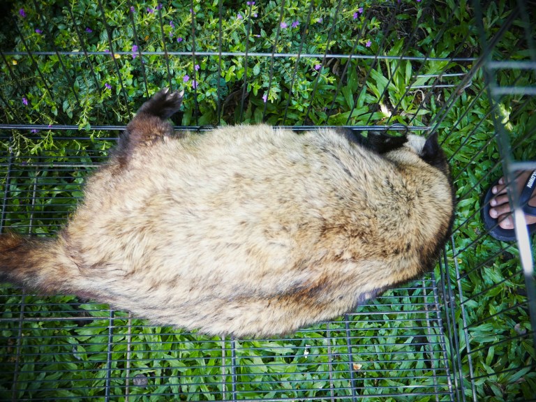 p1040409_33720415786_o